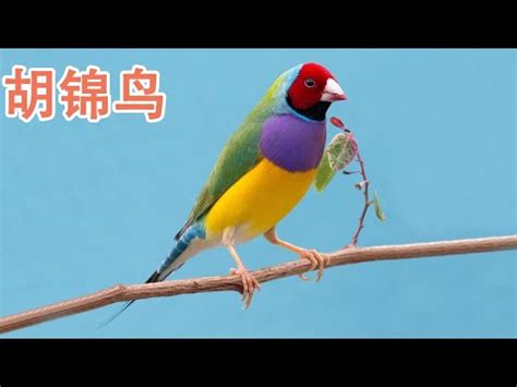 胡錦鳥親人嗎|胡錦鳥介紹